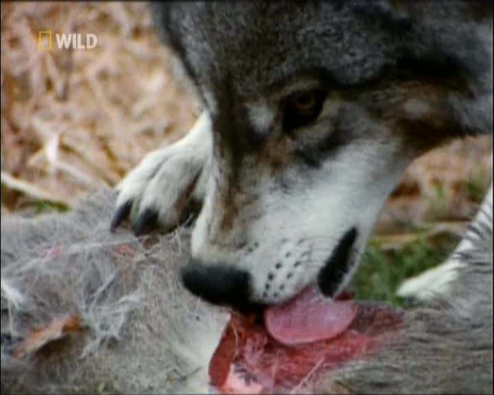 纪录片《为杀戮而生 - 杀手犬 Built for the Kill - Killer Canines》[无字] [BT][DVD画质]资源下载