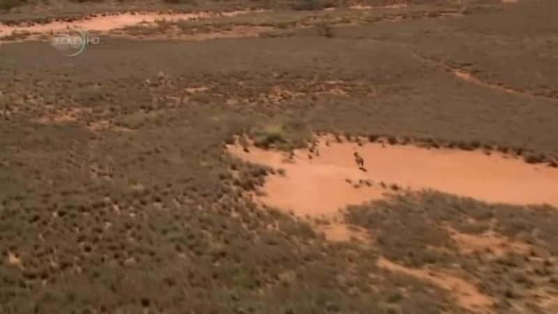 ¼ƬҰսеҰ Dingo: Wild Dogs at WarĻ/Ļ