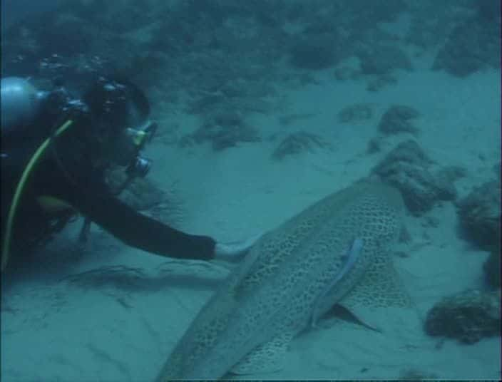 ¼Ƭţ -  Bull Shark - World's Deadliest SharkĻ/Ļ