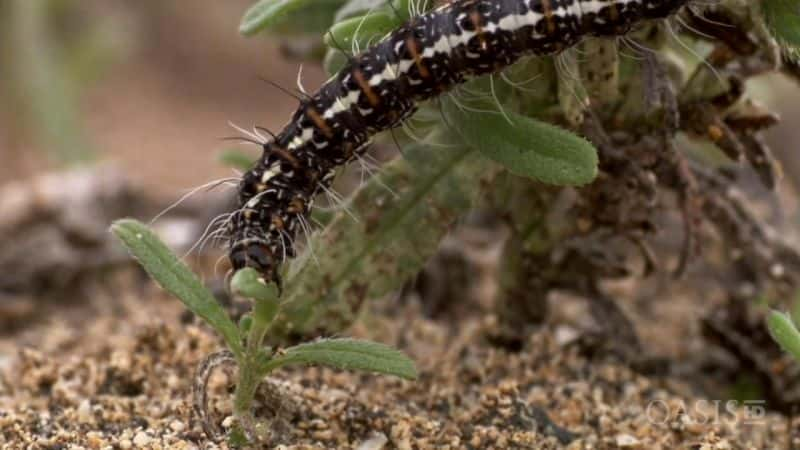 ¼ƬȺԱ Canary Islands: Biodiversity RedoubtsĻ/Ļ