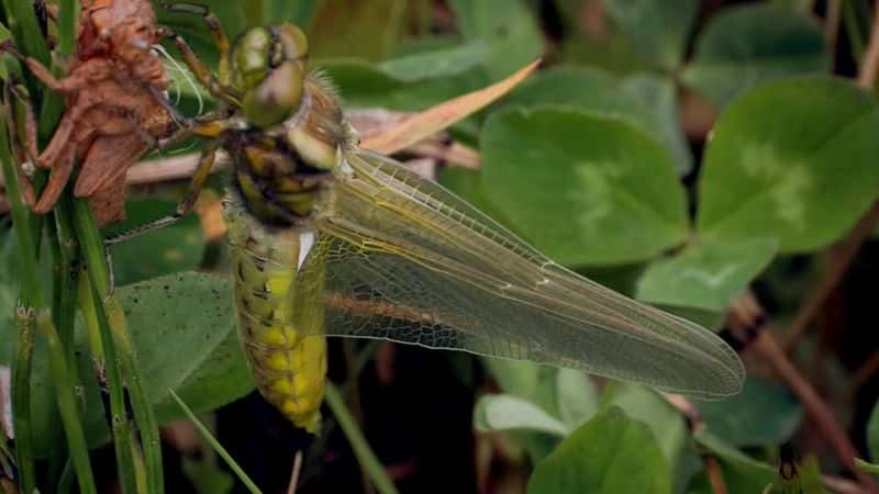 ¼Ƭ David Attenborough's Conquest of the SkiesĻ/Ļ