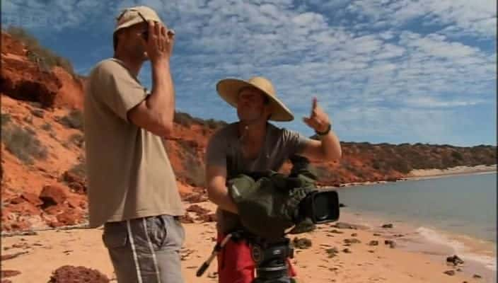 ¼Ƭĺ The Dolphins of Shark Bay720Pȫ1-Ļ/Ļ