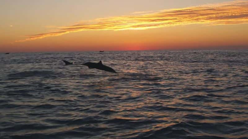 ¼Ƭࣺļ Dolphins: Spy in the PodĻ/Ļ