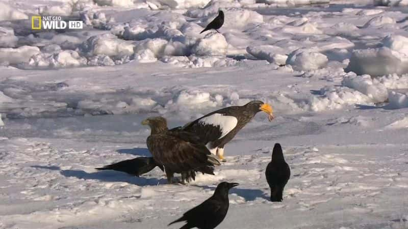 ¼ƬҰĿĵأӥ Destination Wild: The EaglesĻ/Ļ