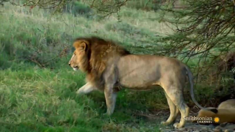 ¼ƬɵĴèƶ Big Cats of the SavannahĻ/Ļ