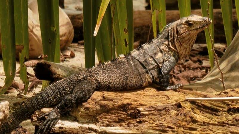 ¼Ƭ˹ӣɿ˹عҹ԰ Costa Rica: Guanacaste National Park1080P-Ļ/Ļ