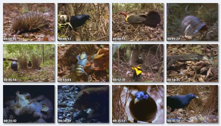 ¼ƬBowerBirdĴɭֵĻ BowerBird: Playboy of the Australian ForestĻ/Ļ