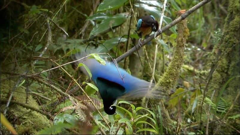 ¼Ƭռ (BBC) Birds of Paradise: The Ultimate Quest (BBC)1080Pȫ1-Ļ/Ļ