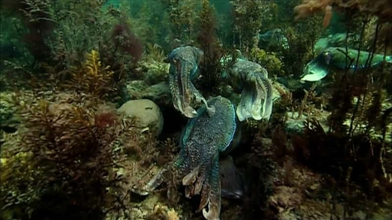 ¼Ƭī㣺αװ֮ Cuttlefish: Kings of CamouflageĻ/Ļ