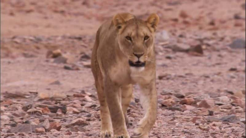 纪录片《沙漠雄狮（蓝光） Desert Lions (Blu-ray)》[无字][BT][720P]资源下载