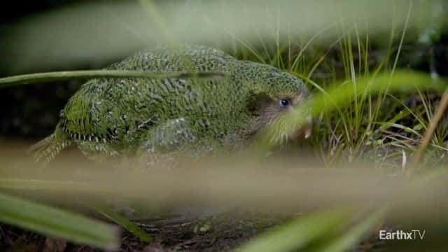 ¼Ƭ^ Deidre and the Kakapo1080Pȫ1-Ļ/Ļ