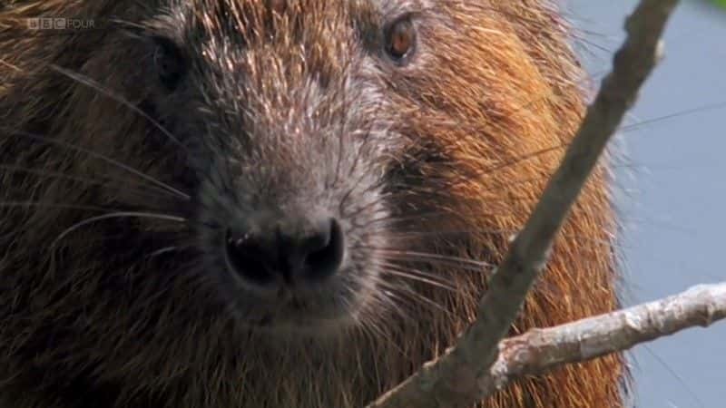 ¼ƬŰͣձȺĿҰ (BBC) Cuba: Wild Island of the Caribbean (BBC)ȫ1-Ļ/Ļ