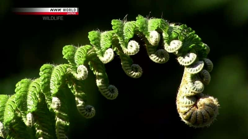 ¼Ƭһгľ Carving a Niche: Okinawa WoodpeckerĻ/Ļ