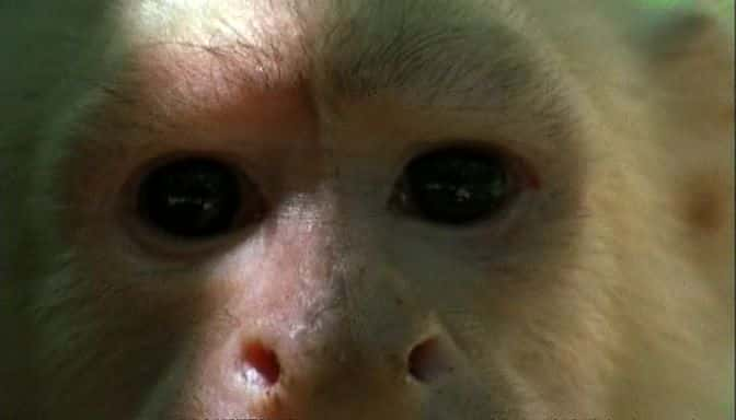 ¼Ƭβ֮ Capuchins, the Monkey PuzzleĻ/Ļ