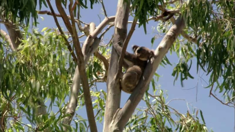 ¼Ƭƽ⿼ Cracking the Koala CodeĻ/Ļ