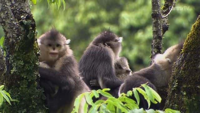 ¼Ƭйصĺ China's Hidden Monkeysȫ1-Ļ/Ļ