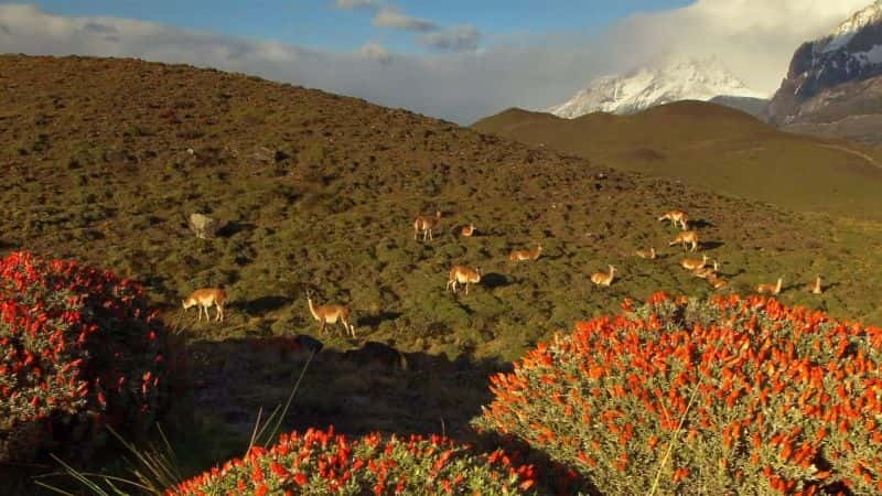 ¼ƬԸ嵥 Bucket List: South America1080P-Ļ/Ļ