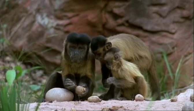 ¼Ƭβ֮ Capuchins, the Monkey PuzzleĻ/Ļ