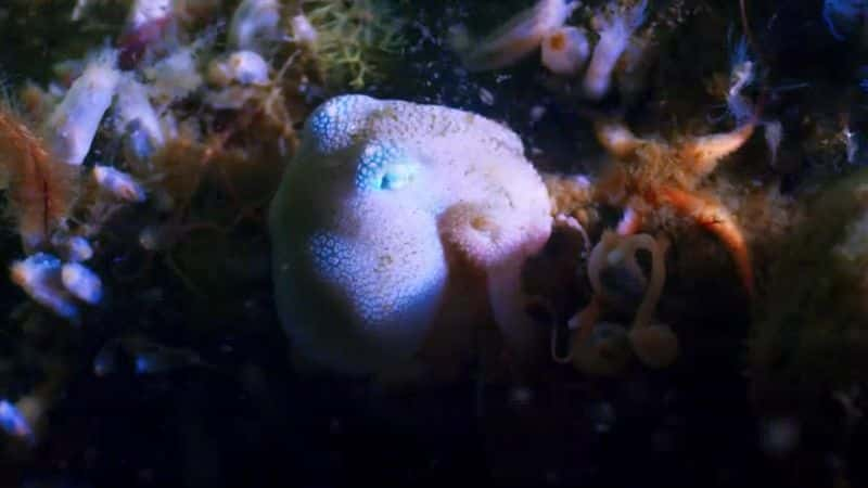 ¼Ƭɫ IIڶ  Blue Planet II: Part 2 the DeepĻ/Ļ