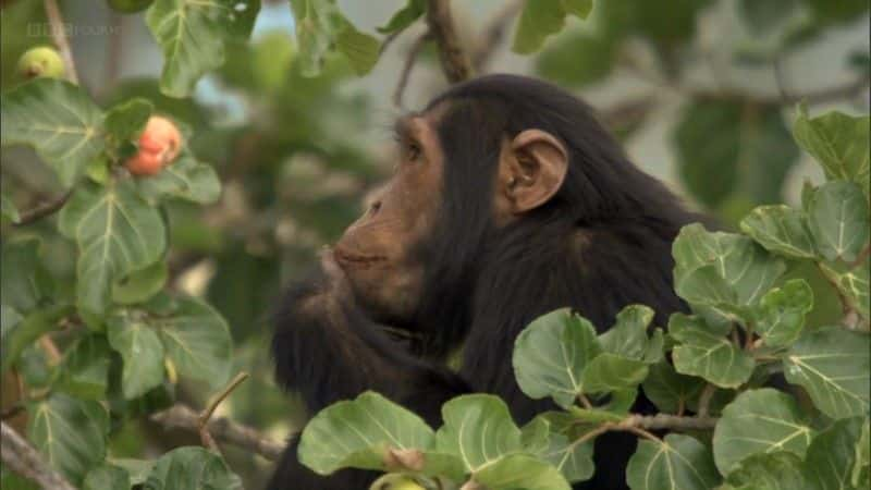 ¼ƬʧϿȵĺ (BBC) Chimps of the Lost Gorge (BBC)1080Pȫ1-Ļ/Ļ