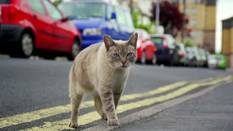 ¼Ƭè۲죨BBC Cat Watch (BBC)ȫ3-Ļ/Ļ