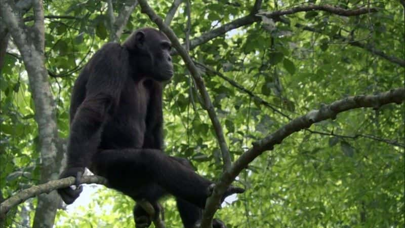 ¼ƬʧϿȵĺ (BBC) Chimps of the Lost Gorge (BBC)1080Pȫ1-Ļ/Ļ