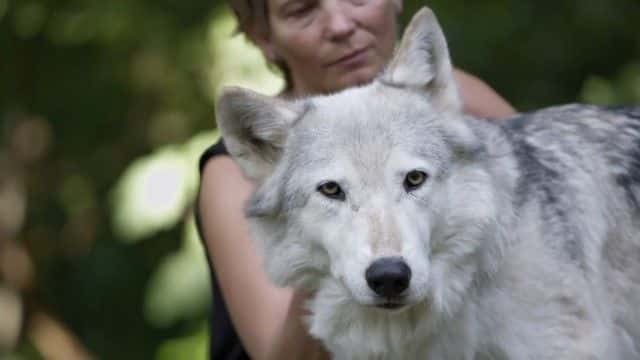 纪录片《野外的狗：认识家人 Dogs in the Wild: Meet the Family》[无字][BT][720P]资源下载