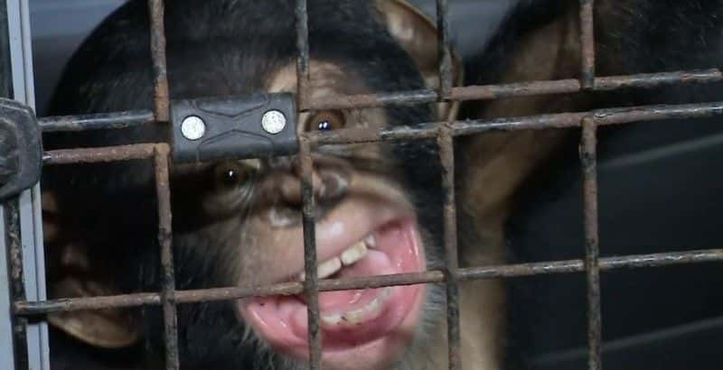 ¼Ƭ˽ The Chimp Smugglersȫ1-Ļ/Ļ