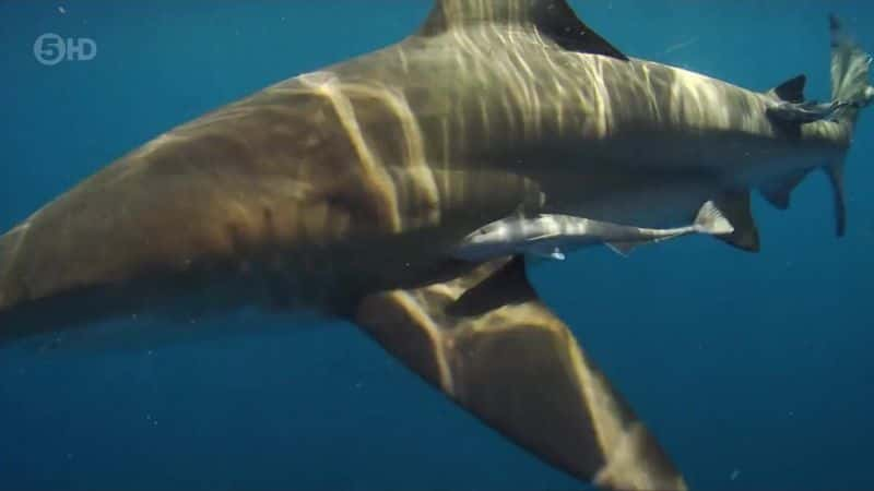 ¼Ƭ֮ The Blacktip Shark Mysteryȫ1-Ļ/Ļ