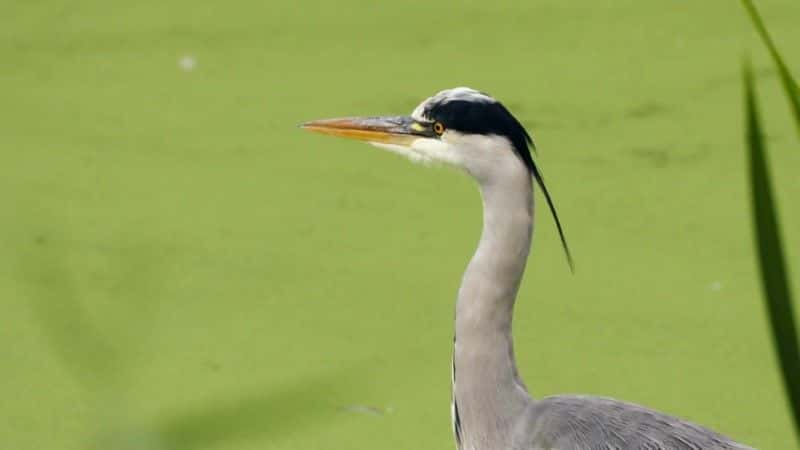 ¼Ƭռ (BBC) Birds of Paradise: The Ultimate Quest (BBC)1080Pȫ1-Ļ/Ļ