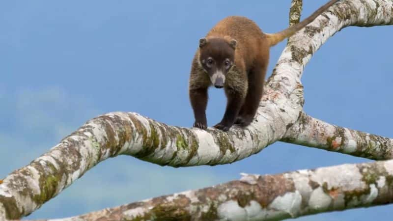 纪录片《哥斯达黎加：彩虹下的野生动物 Costa Rica: Wildlife under the Rainbow》[无字][BT][720P]资源下载