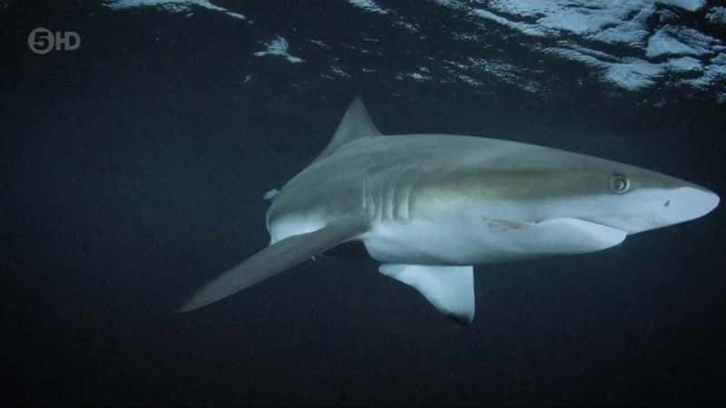 ¼Ƭ֮ The Blacktip Shark Mysteryȫ1-Ļ/Ļ