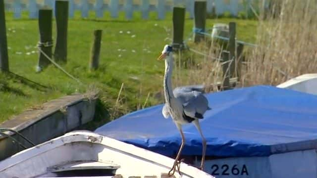 纪录片《比尔·奥迪的十大鸟类 Bill Oddie's Top Ten Birds》[无字][BT][720P]资源下载