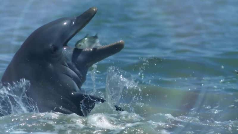 ¼Ƭࣺļ Dolphins: Spy in the PodĻ/Ļ