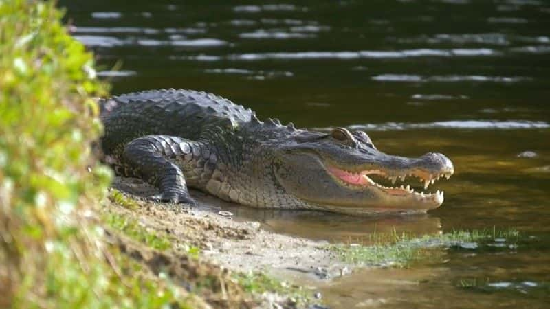 ¼ƬһѲȺ Cruising the Mississippi with Jane McDonald1080Pȫ1-Ļ/Ļ