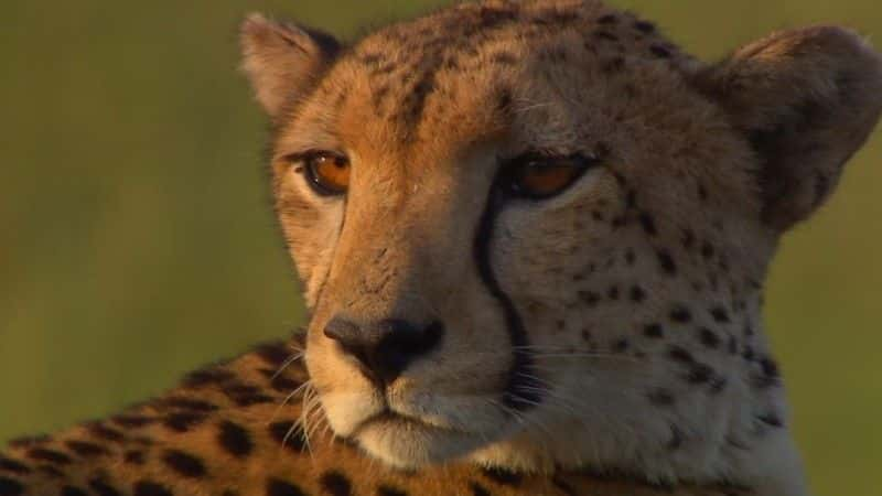 ¼ƬԱٳɳ (BBC 1080p) Cheetahs: Growing Up Fast (BBC 1080p)1080Pȫ1-Ļ/Ļ