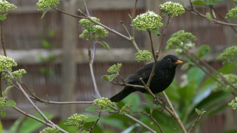 ¼Ƭϳţ (BBC) Dawn Chorus: The Sounds of Spring (BBC)2560Pȫ1-Ļ/Ļ