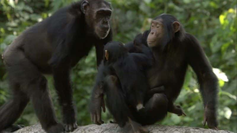 ¼ƬʧϿȵĺ (BBC) Chimps of the Lost Gorge (BBC)1080Pȫ1-Ļ/Ļ