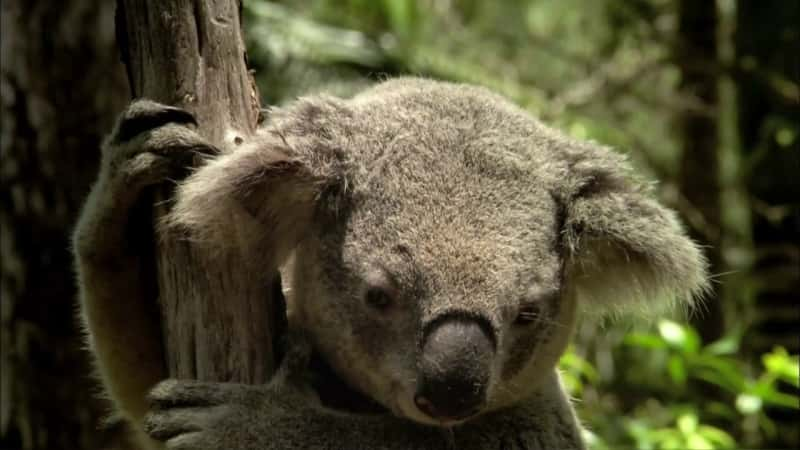 ¼Ƭƽ⿼ Cracking the Koala CodeĻ/Ļ