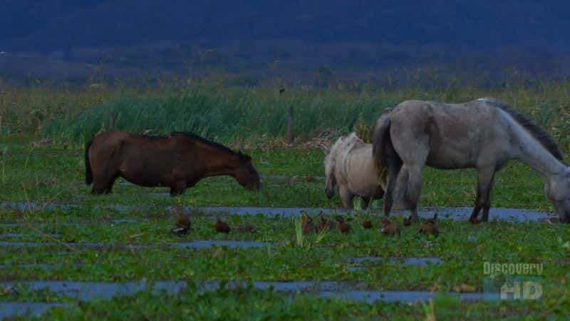 ¼Ƭάµ Birds of Palo VerdeĻ/Ļ