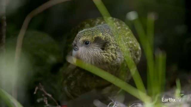 ¼Ƭ^ Deidre and the Kakapo1080Pȫ1-Ļ/Ļ