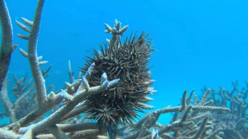 ¼Ƭںǣǳ̲Ĺ Crown of Thorns Starfish: Monster from the ShallowsĻ/Ļ