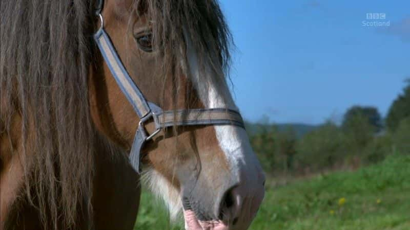 ¼Ƭȴΰ Clydesdale: Saving the Greatest Horse1080Pȫ1-Ļ/Ļ