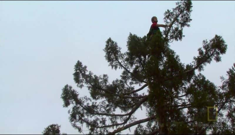 ¼ƬʵǺɼ Climbing Redwood GiantsĻ/Ļ