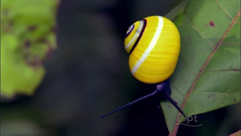 ¼ƬŰͣ԰ Cuba: The Accidental EdenĻ/Ļ