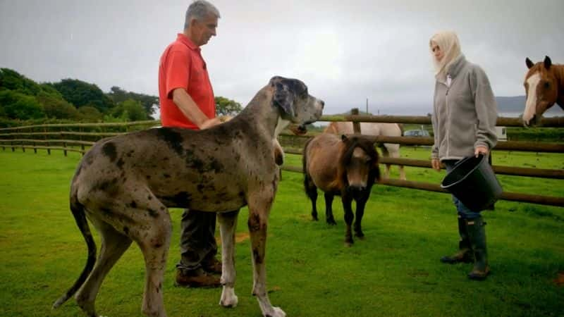 ¼ƬĹ Biggest Dog in the WorldĻ/Ļ