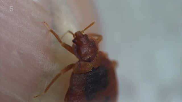 ¼Ƭ The Big Bed-Bug Invasion1080Pȫ1-Ļ/Ļ