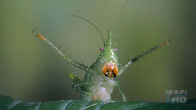 ¼Ƭ棺ð Bugs: A Rainforest AdventureĻ/Ļ