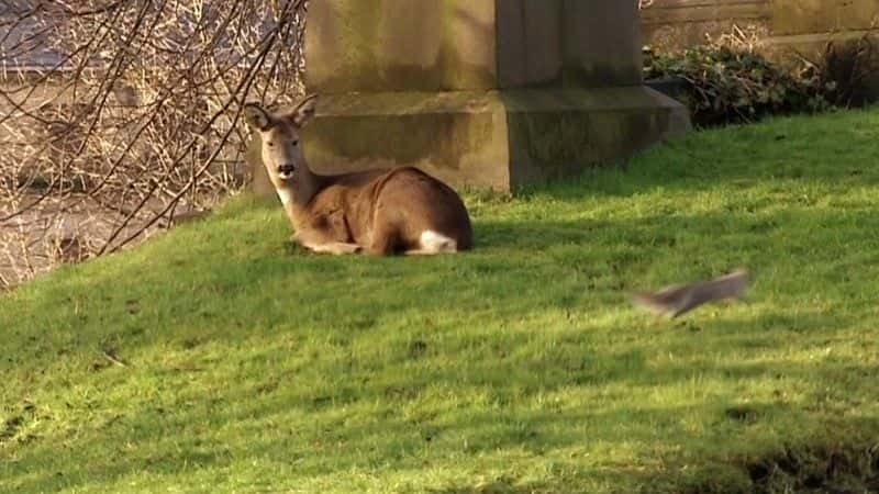 ¼Ƭ¹ Deer in the Cityȫ1-Ļ/Ļ