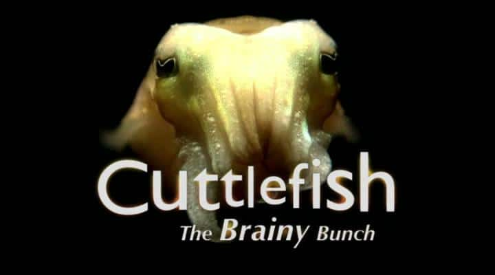 ¼Ƭī㣺һȺ Cuttlefish: The Brainy BunchĻ/Ļ